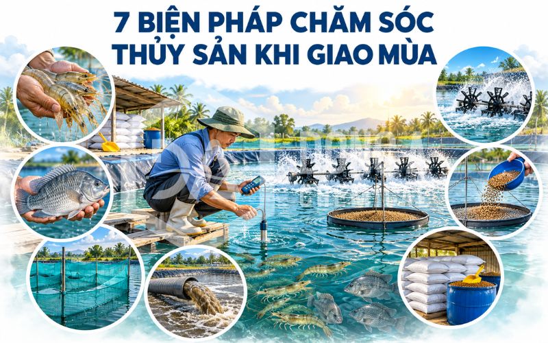 Chăm sóc thủy sản khi giao mùa: Cách phòng bệnh và ổn định ao nuôi